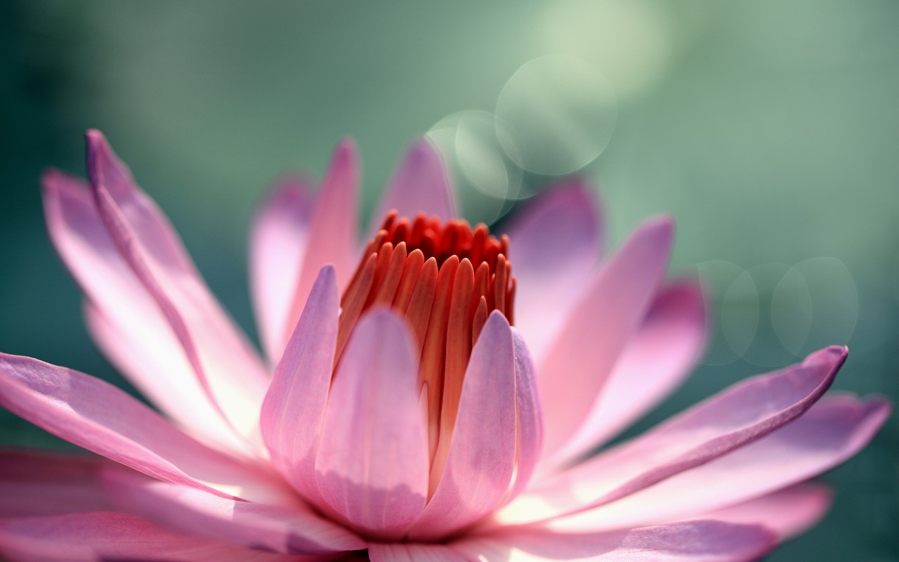 Advance Pranic Healing