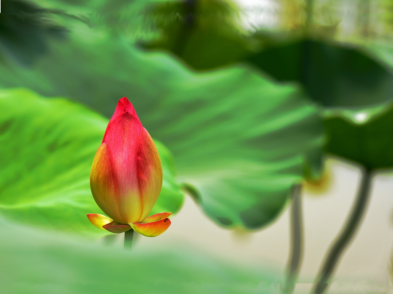 Basic Pranic Healing